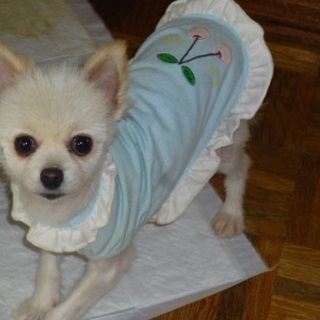 とっても臆病なポメラニアン♀メリーちゃん