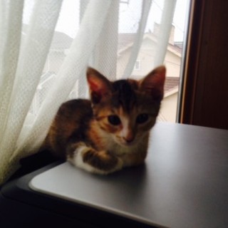 美猫ちゃんです。