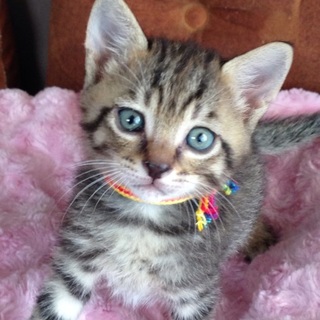 1子猫 キジトラのオス