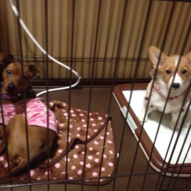 もきゅ(´・ω・`)のカバー写真