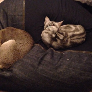 これから産まれる子の新しい家族の募集