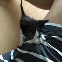 生後まもない子猫の里親募集中です