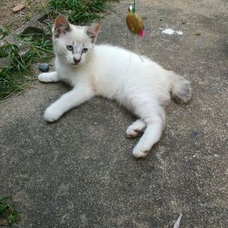 甘えん坊で育ちざかりです。