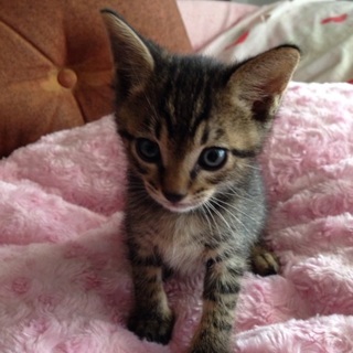 2子猫 キジトラのオス