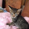 2子猫 キジトラのオス サムネイル2