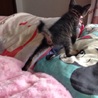 2子猫 キジトラのオス サムネイル3