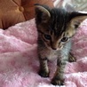 2子猫 キジトラのオス サムネイル4