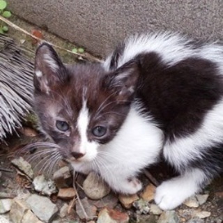 ハート　　生後1か月くらい　性別不明