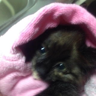 【里親急募】長毛ブチ♂生後約二ヶ月猫