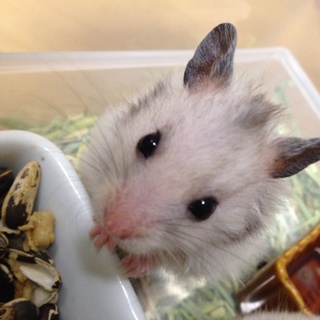 ハムスターの里親募集その③