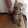 1子猫 キジトラのオス サムネイル2