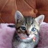 1子猫 キジトラのオス サムネイル3