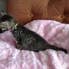 1子猫 キジトラのオス サムネイル4