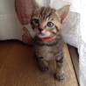 1子猫 キジトラのオス サムネイル5