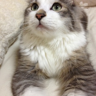 里親さん募集中です。