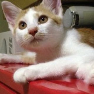 茶×白　やんちゃで甘えん坊な4ヶ月男の子♪