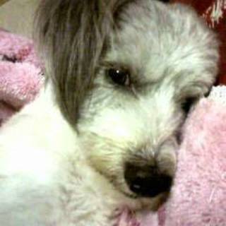 里親募集してます！