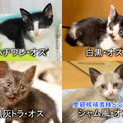 二ヶ月～二ヶ月半の子猫（愛知県優先・他県も可）