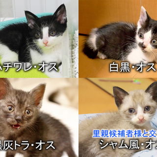 二ヶ月～二ヶ月半の子猫（愛知県優先・他県も可）