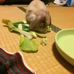 もぐもぐオレンジ