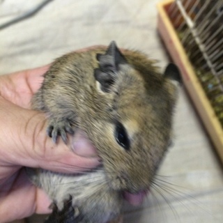 募集終了　デグーの件