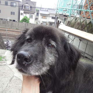 「食うちゃん」♀（大きめ中型）