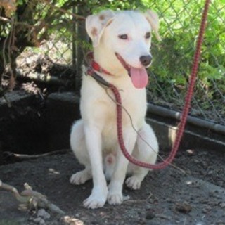 この子の命を救ってください。