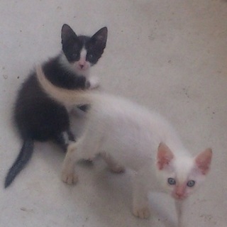 ☆生後1ヶ月の子猫☆