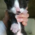外猫の子猫(黒白1匹)