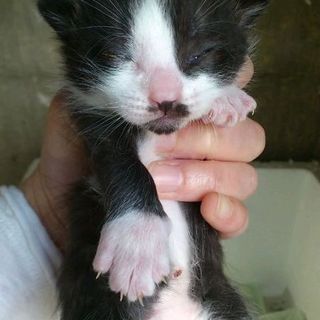 外猫の子猫(黒白1匹)