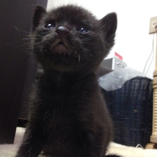 黒猫　子猫　愛知県より
