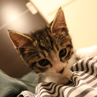 とても人慣れした、キジ白子猫の里親募集です！
