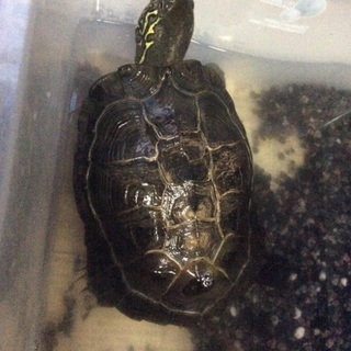 【急募】クサガメの里親さん探しています