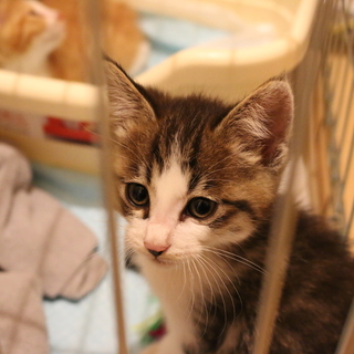 とても人懐っこい、サバトラ白子猫の里親募集です！