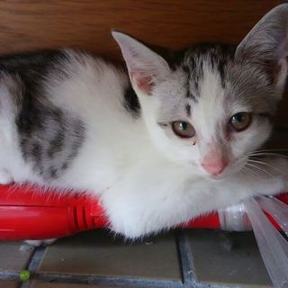 白黒シマシマ＆真っ黒猫　里親募集中！