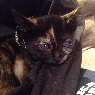 人懐こい猫しのんちゃん！