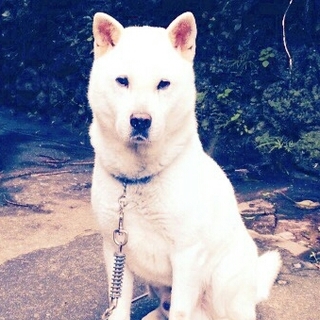 里親様を急募です！紀州犬のオスです。