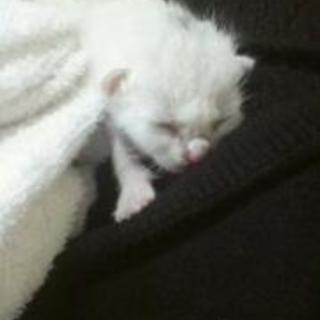 子猫の里親親さがしてます