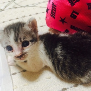 子猫です。