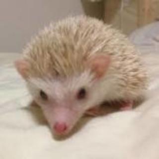 ニーくん里親さん募集