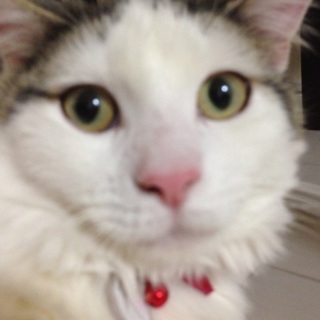 ノルウエージャンフオレストキャット里親さん募集