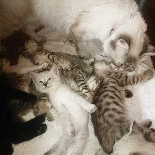 生後2ヶ月半の子猫里親募集です。