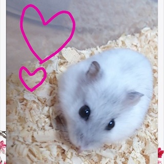 *.。優しい里親様のお家に行きます*.。