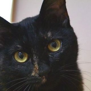 甘えん坊　お膝猫