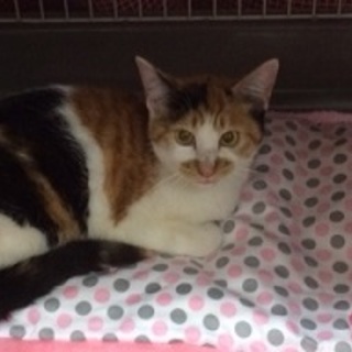 口元がチャームポイント♪可愛い三毛猫ちゃん