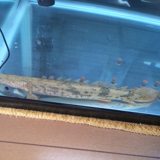 エンドリケリー