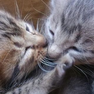 お陰様で素敵な里親ｻﾝが決定ヾ(=ﾟ･ﾟ=)ﾉ