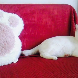 きれいな白猫さん♡