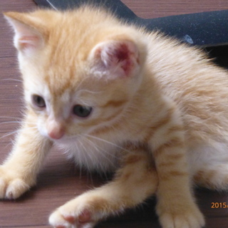 茶トラの仔猫（男の子、女の子）の家族を募集中！