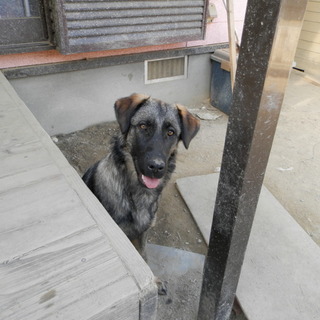 大型犬ミックス